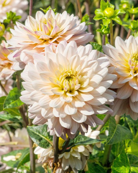 Dahlia Dianas Memory